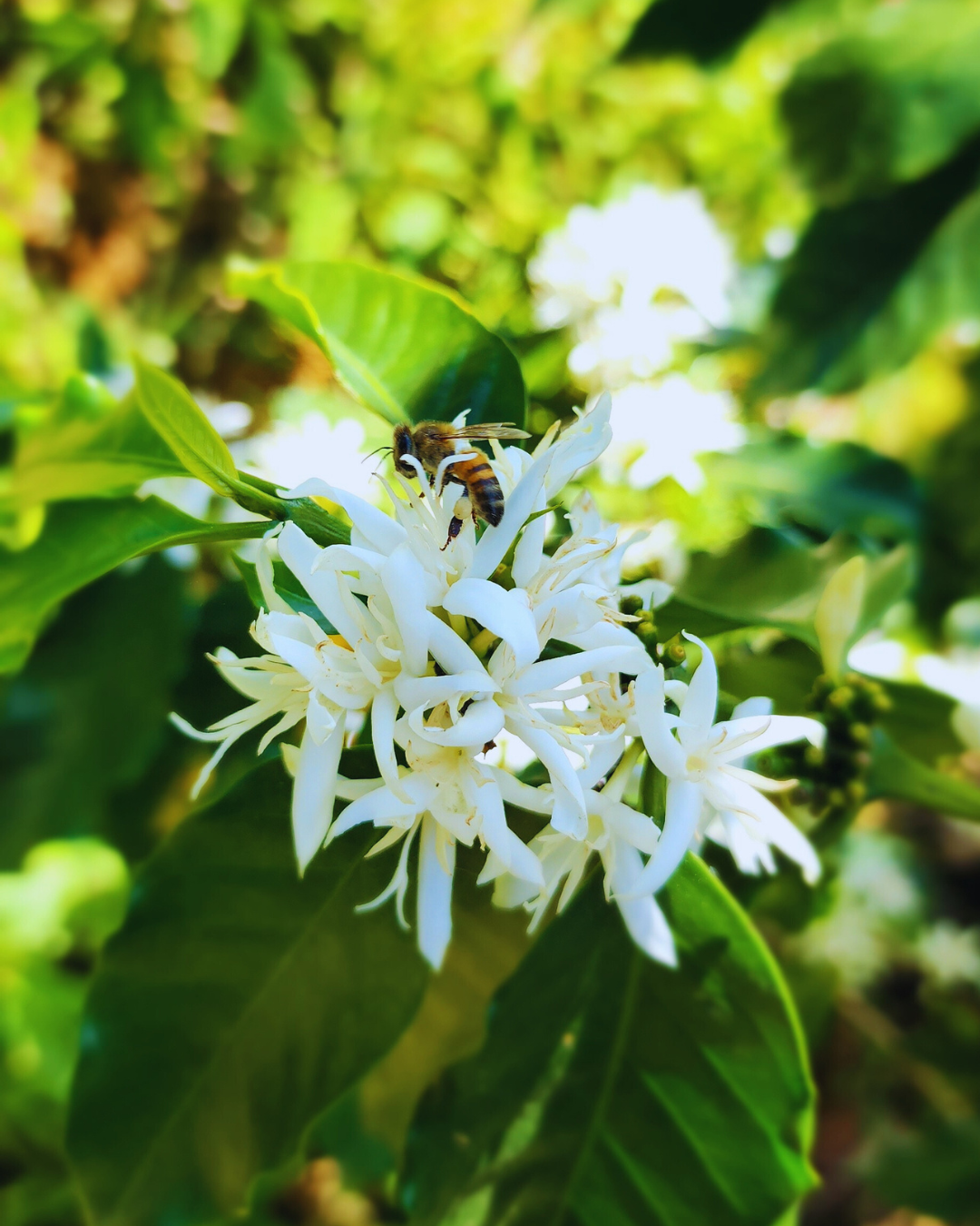 Café en flor 3